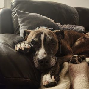 Meet your Posher, Pj